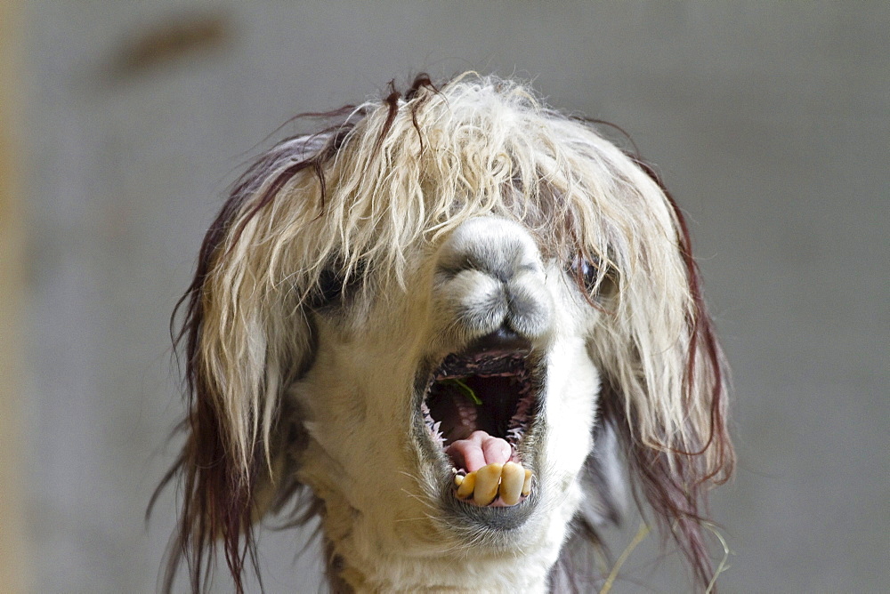 Lama pacos, alpaca with funny hairstyle in a zoo, Andes, South America, America