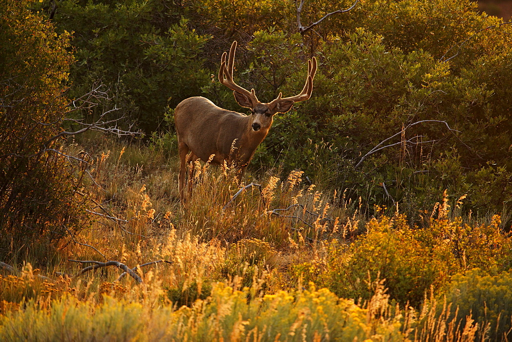 Mule deer, Mesa Verde National Park, Colorado, USA, North America, America