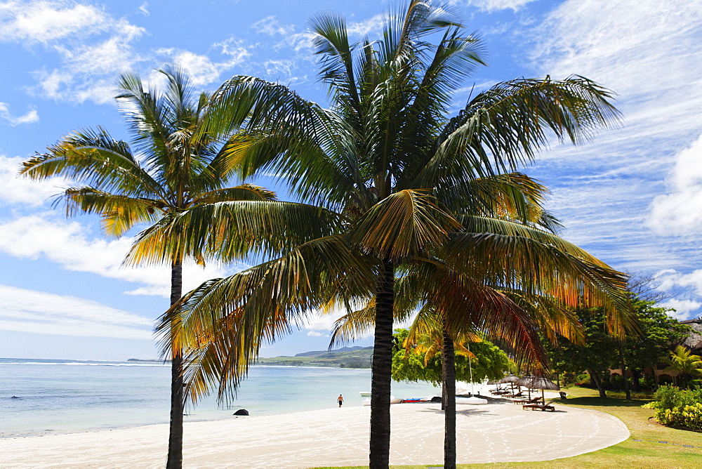 Palm trees on the beach of the Shanti Maurice Resort in the sunlight, Souillac, Mauritius, Africa