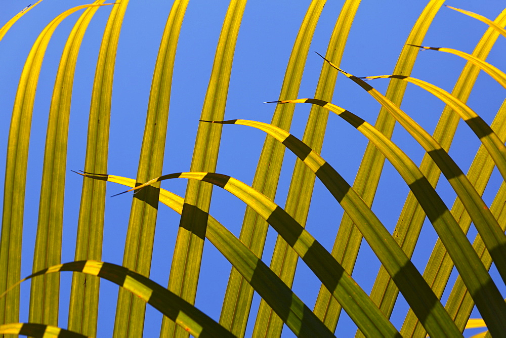 Palm leaves in the sunlight, Shanti Maurice Resort, Souillac, Mauritius, Africa