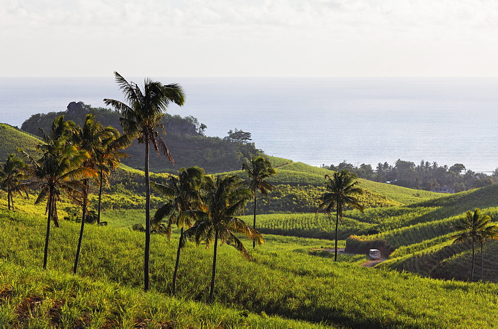 Plantation of sugar cane, Chamarel, Mauritius, Africa