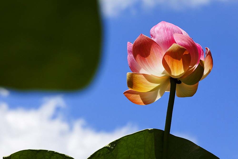 Lotus blossom in the Botanical Garden of Pamplemousses, Mauritius, Africa