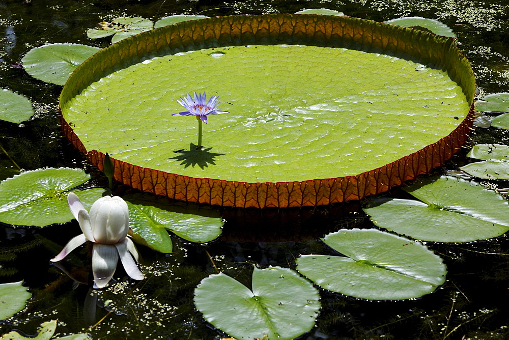 Victoria Regia water lily in the botanical garden of Pamplemousses, Mauritius, Africa