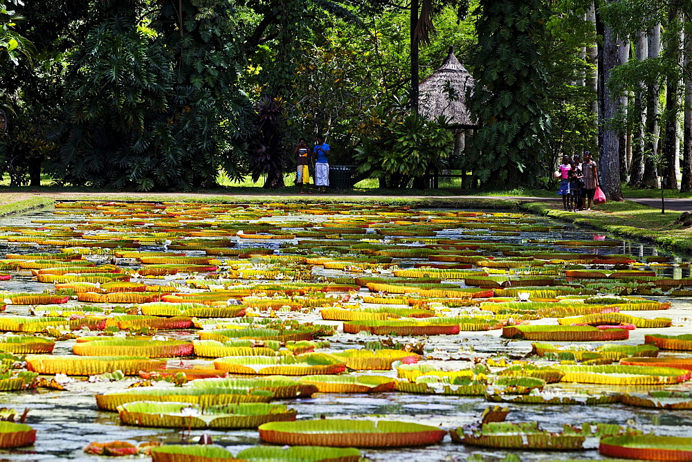 Victoria Regia water lilies in the botanical garden of Pamplemousses, Mauritius, Africa