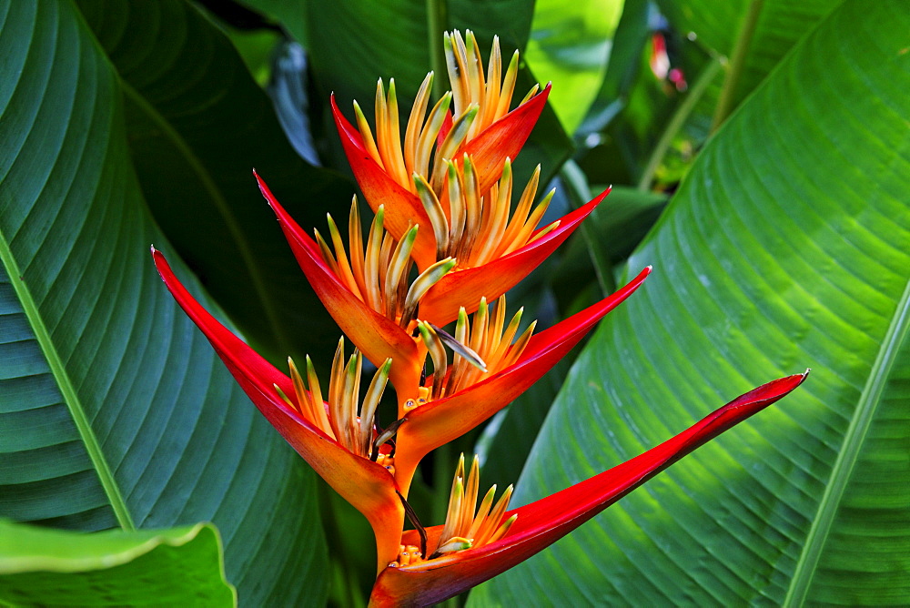 Blossom of a Heliconia, La Reunion, Indian Ocean