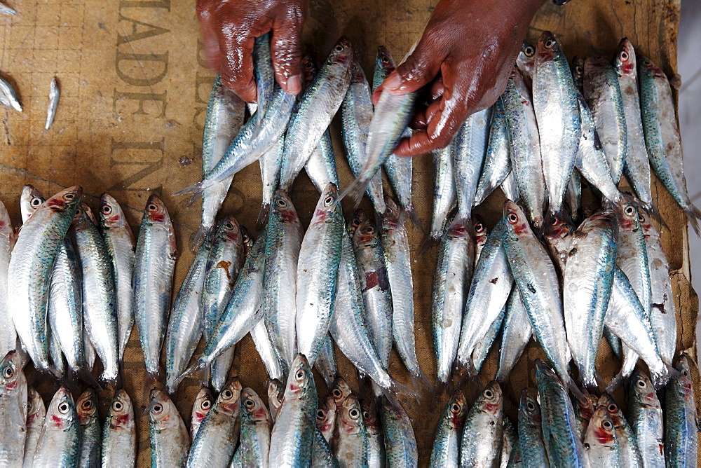 Fish monger with fishes at Darajani Market, Stonetown, Zanzibar City, Zanzibar, Tanzania, Africa