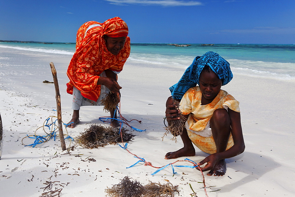 Female workers in seaweed farm, Jambiani, Zanzibar, Tanzania, Africa