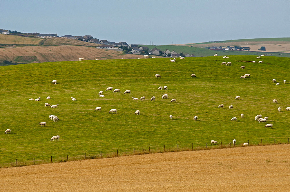 Sheep grazing on farm land near Troup Head, Aberdeenshire, Scotland