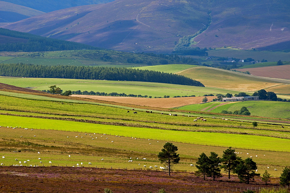 Rural scenery near Dufftown, Aberdeenshire, Scotland