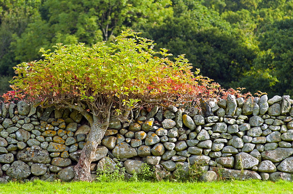 Tree growing next to a stonewall, Rowen, Snowdonia National Park, Wales, UK