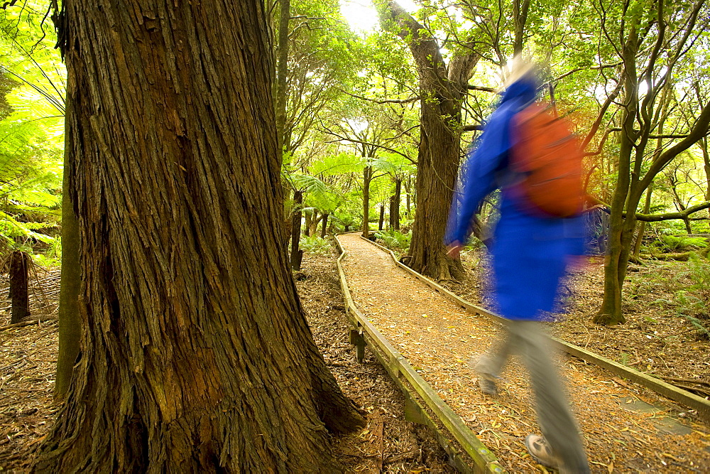 Board walk in the rain forest, Lilly Pilly Gully, Wilsons Promontory National Park, Victoria, Australia