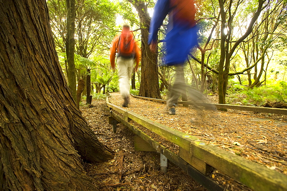 Board walk in the rain forest, Lilly Pilly Gully, Wilsons Promontory National Park, Victoria, Australia