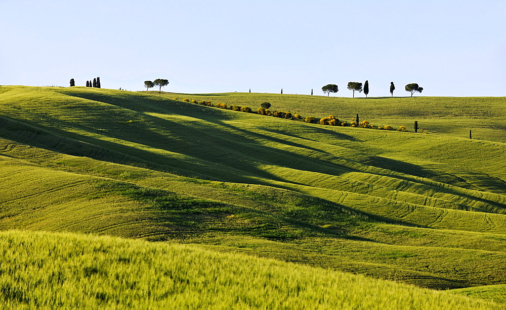Green fields in the sunlight, Crete, Tuscany, Italy, Europe