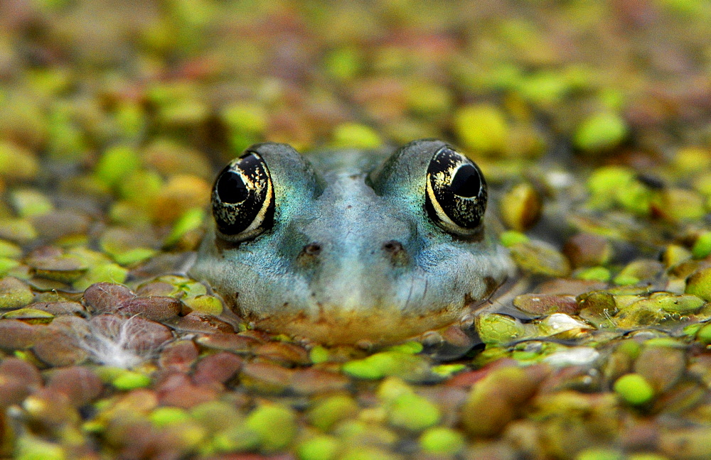 Frog, Usedom, Mecklenburg-Western Pomerania, Germany, Europe