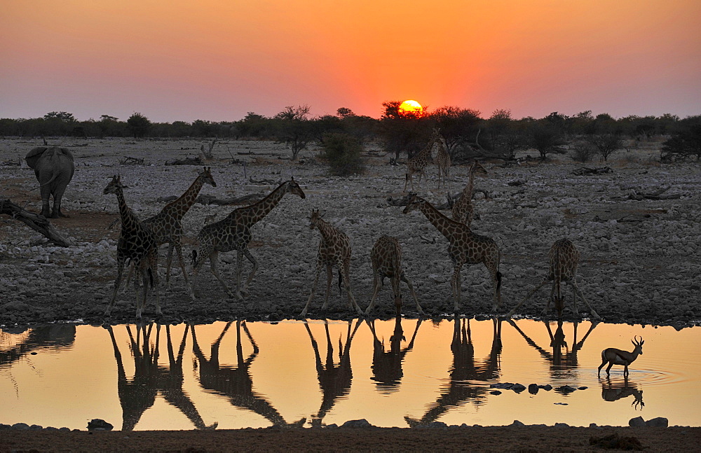 Giraffes at the waterhole at sunset, Okaukuejo, Etosha National Park, Namibia, Africa