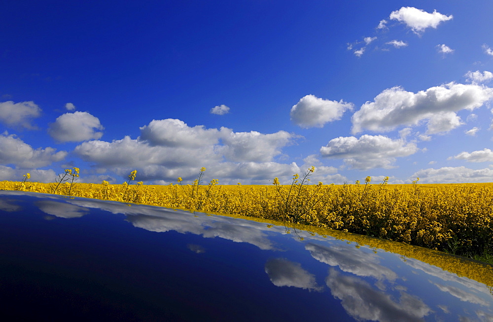 Canola field under white clouds, Usedom, Mecklenburg-Western Pomerania, Germany, Europe