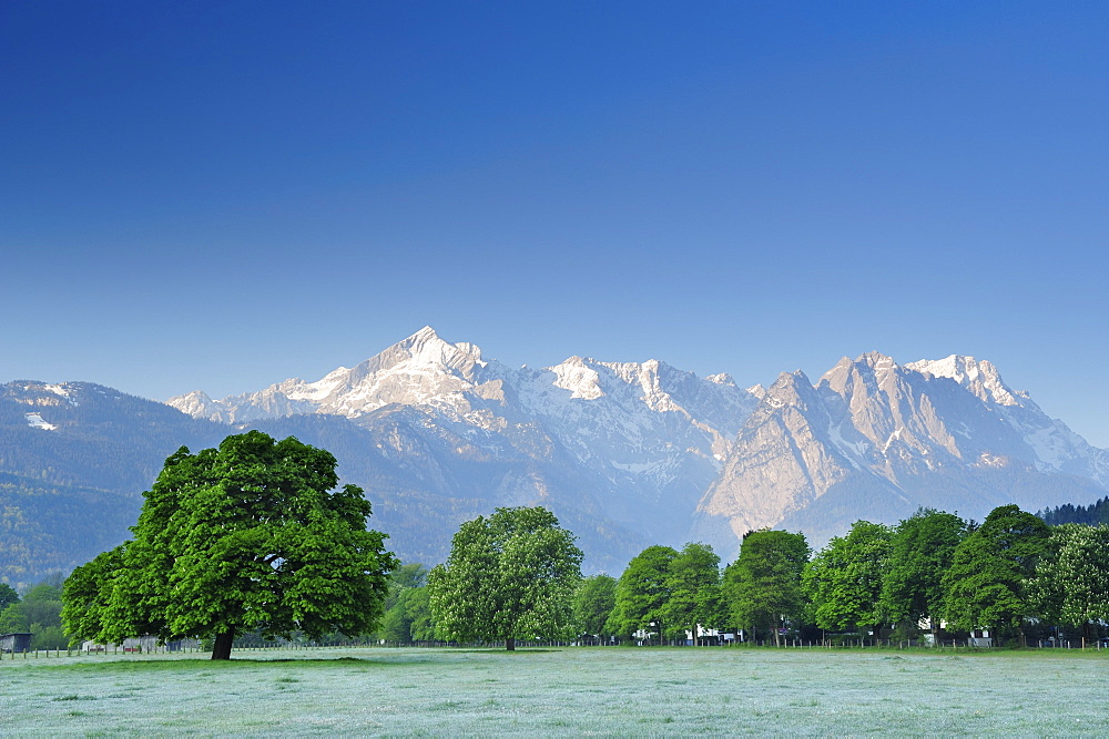 Meadow with chestnut trees in front of Alpspitze, Waxenstein and Zugspitze, Garmisch-Partenkirchen, Wetterstein range, Werdenfels, Upper Bavaria, Bavaria, Germany, Europe