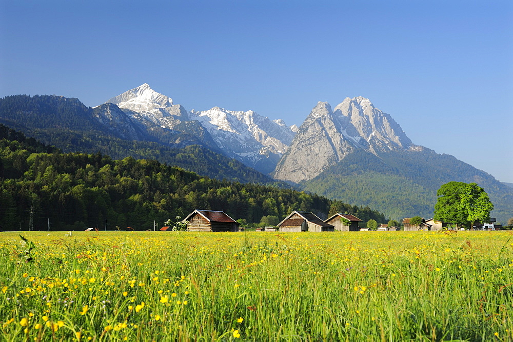 Meadow with flowers and hay sheds in front of Alpspitze, Zugspitze range and Waxenstein, Garmisch-Partenkirchen, Wetterstein range, Werdenfels, Upper Bavaria, Bavaria, Germany, Europe