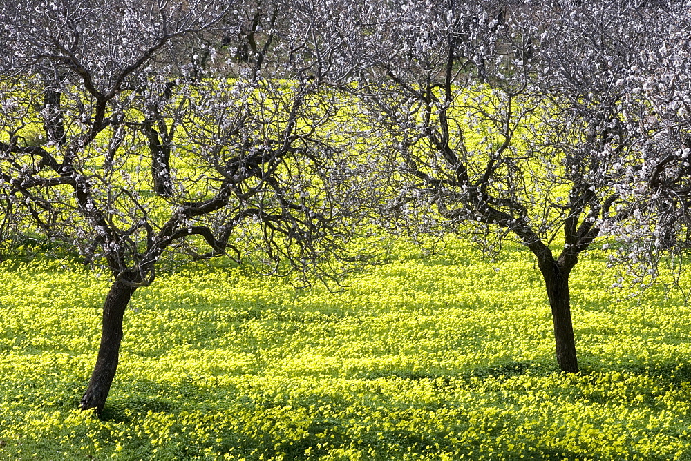 Blossoming Almond Trees in Wildflower Meadow, Near Randa, Mallorca, Balearic Islands, Spain