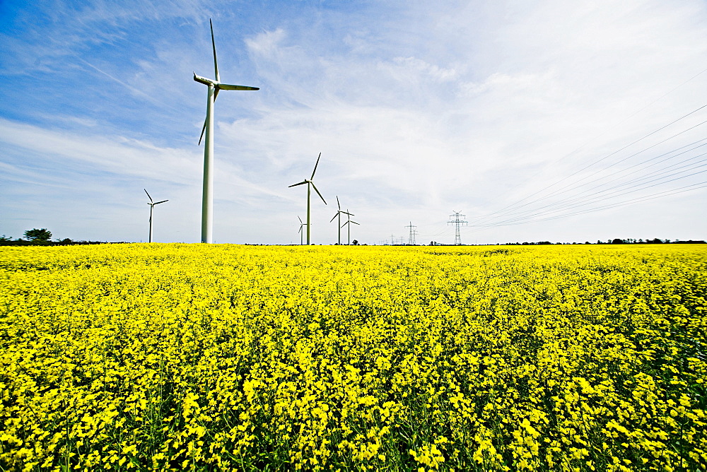 Renewable energies, windfarm in a rape field, Schleswig Holstein, Germany, Europe