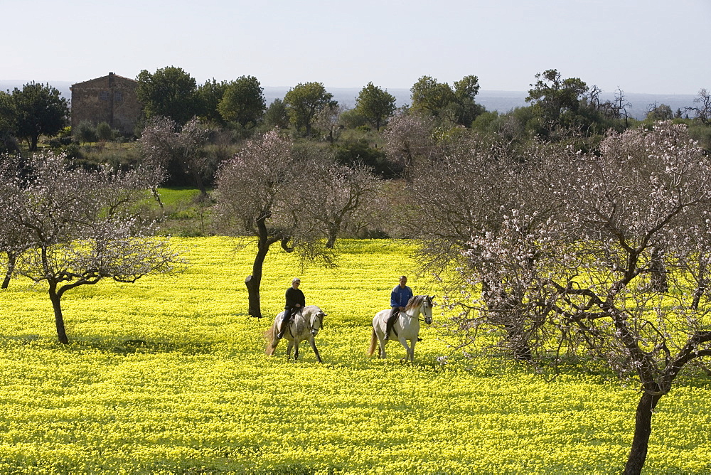 Couple Riding on Horses Through Wildflower Meadow, Near Randa, Mallorca, Balearic Islands, Spain