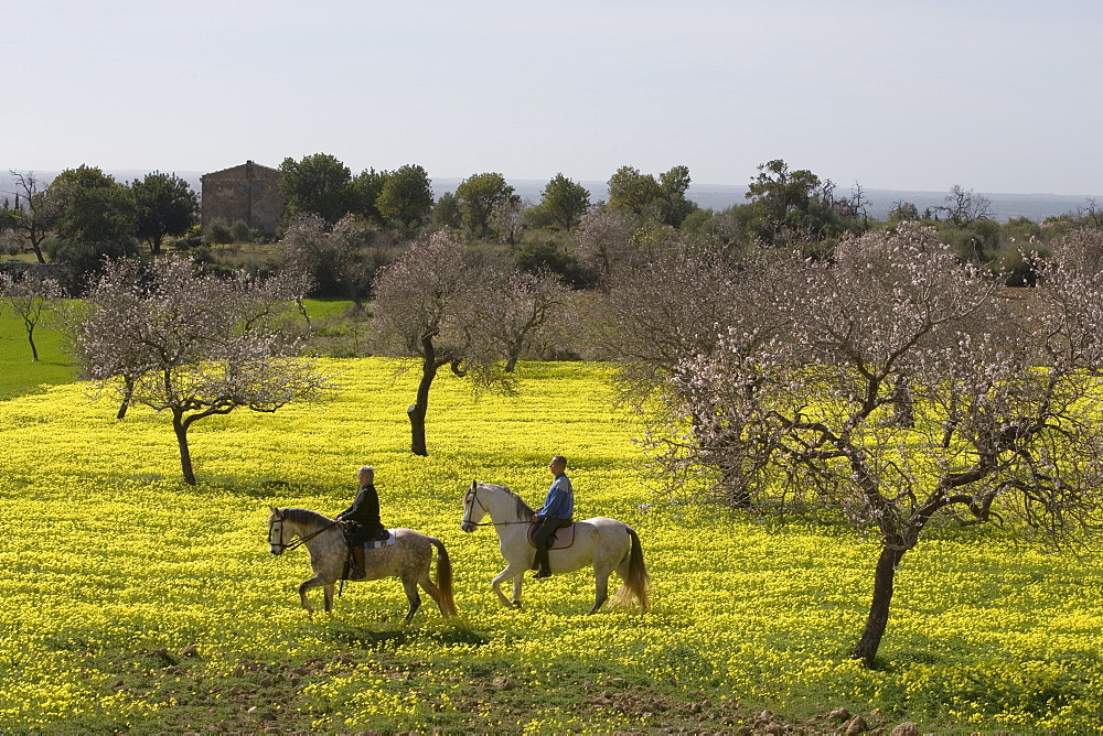 Couple Riding on Horses Through Wildflower Meadow, Near Randa, Mallorca, Balearic Islands, Spain