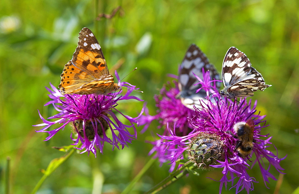 Flower with butterfly near Rust in the Taubergiessen, Spring, Breisgau, Ortenau, Baden Wuerttemberg, Germany, Europe