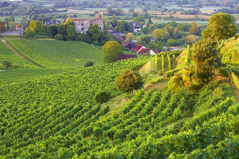 View over vineyards at Burkheim, Summer, Kaiserstuhl, Baden Wuerttemberg, Germany, Europe