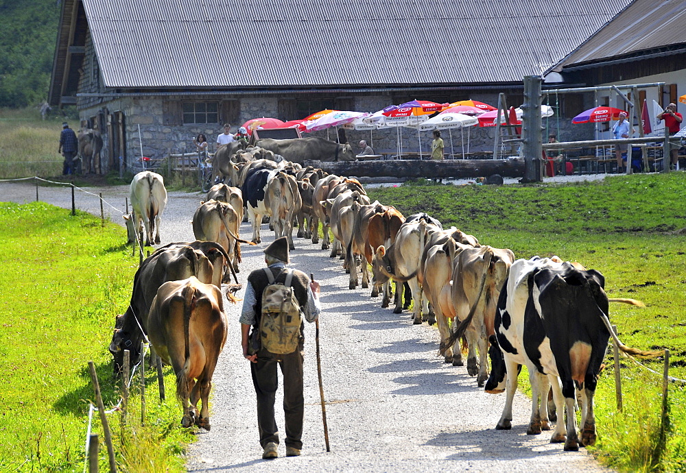 Cows on a road at lake Vilsalp in the Tannheim valley, Ausserfern, Tyrol, Austria, Europe