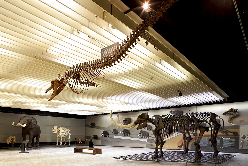 Senckenberg-Museum, view of the hall with whales and elephants, Frankfurt am Main, Hesse, Germany, Europe