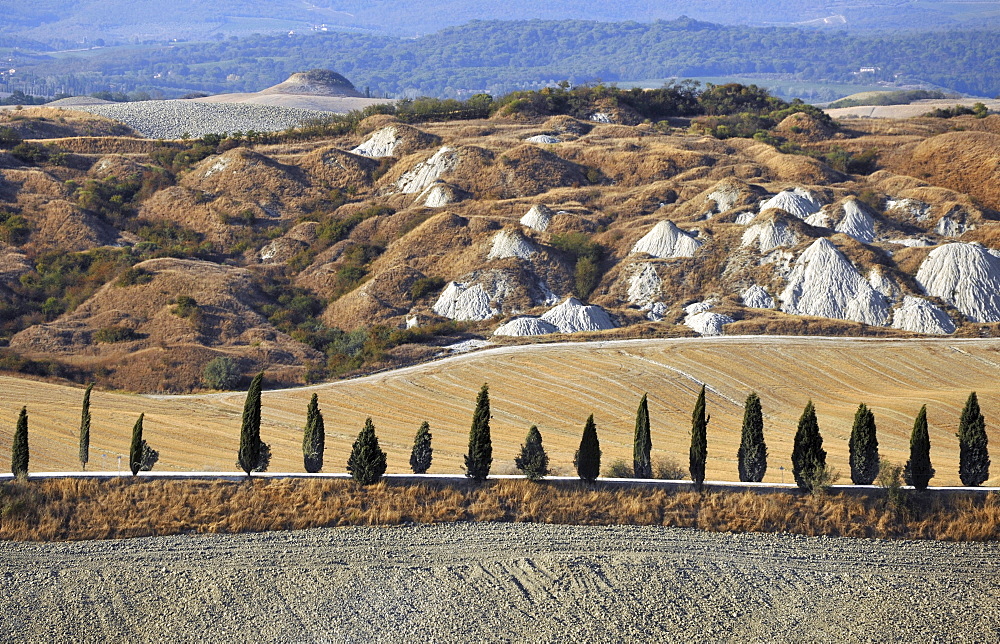 Alley of cypresses, Crete, Tuscany, Italy, Europe