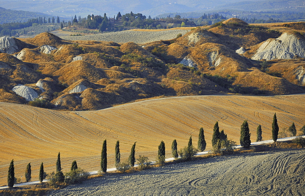 Alley of cypresses, Crete, Tuscany, Italy, Europe