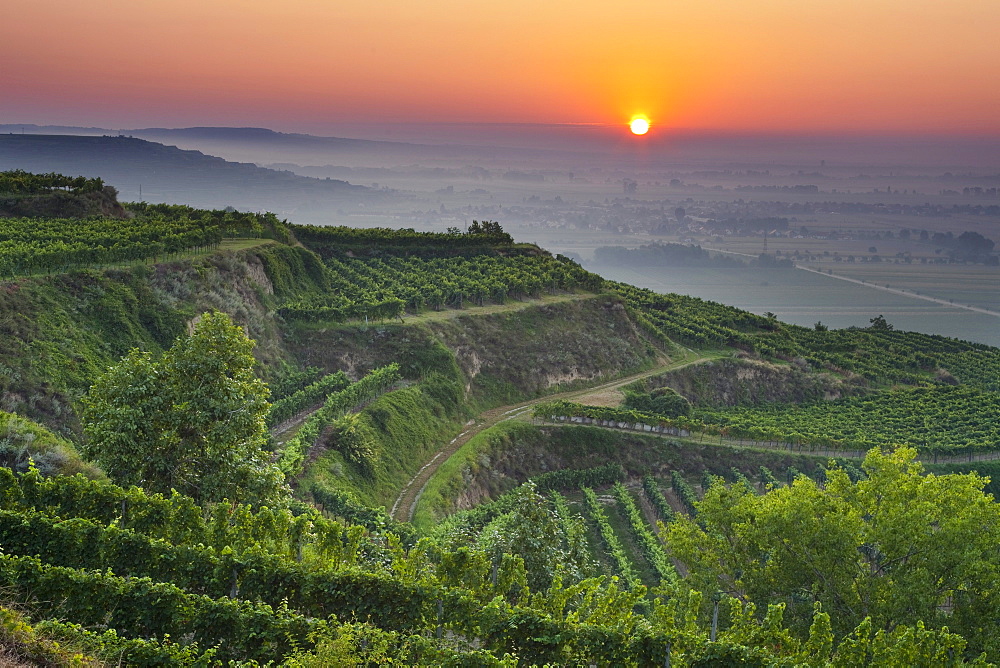 Vineyard at Krems valley at sunrise, Krems, Lower Austria, Austria, Europe