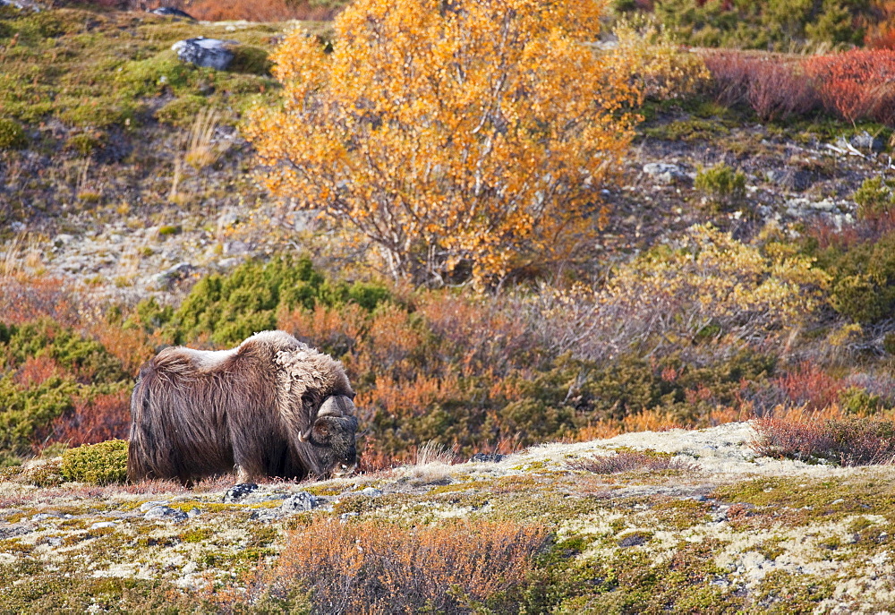 Muskox, Ovibos moschatus in DovrefjellÃ±Sunndalsfjella National Park, Norway