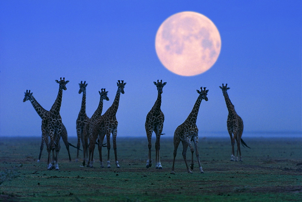 Massai giraffes at full moon, Serengeti, Tanzania, East Africa, Africa