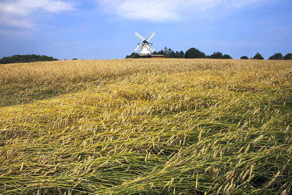 Wind mill Fortuna in a cornfield near the village Unewatt, commune Langballig, county Schleswig-Flensburg, federal state of Schleswig-Holstein, Baltic Sea, Germany, Europe