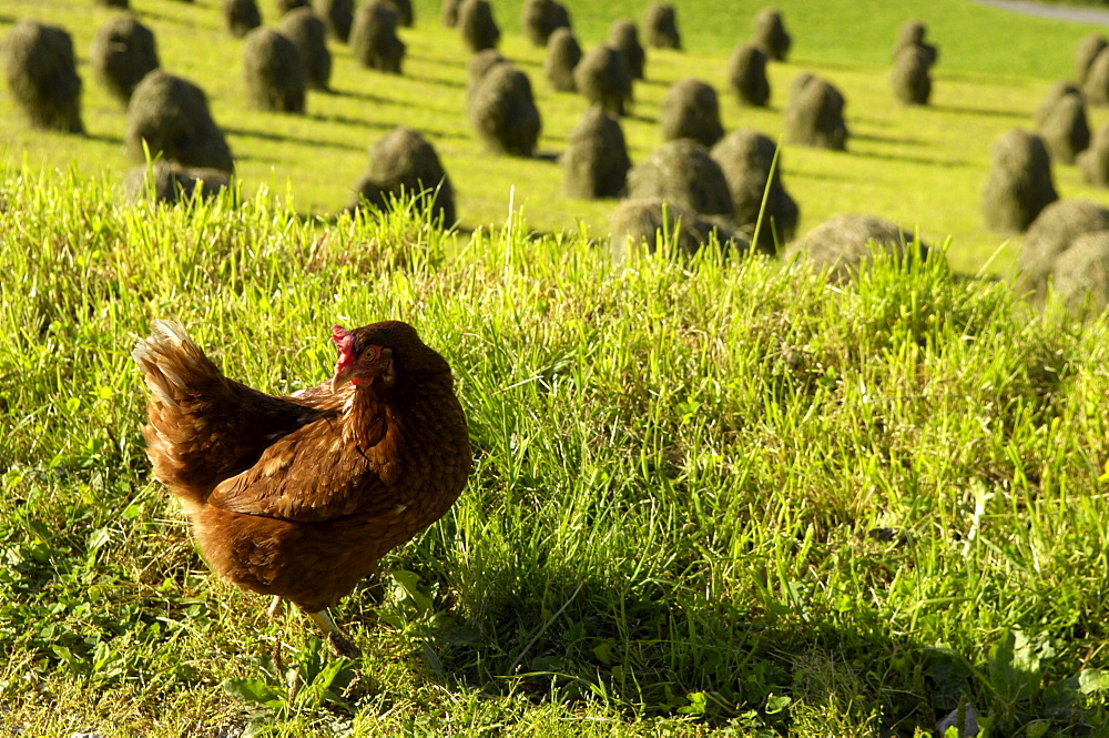 Chicken in an alpine meadow with hay bales, Val Pusteria, South Tyrol, Italy, Europe