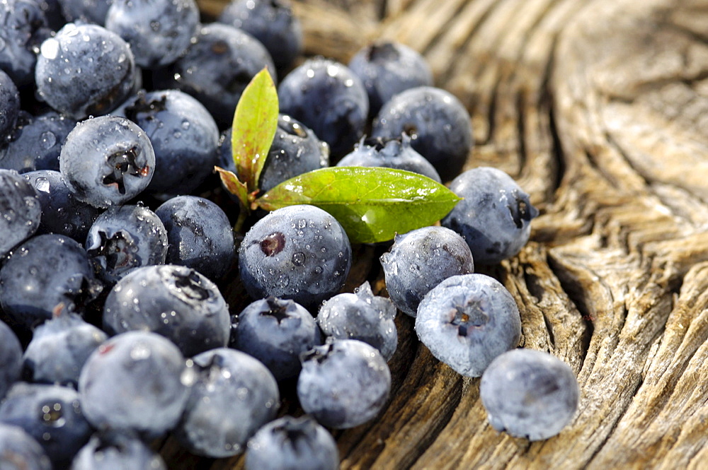 Close up of blueberries, Alto Adige, South Tyrol, Italy, Europe