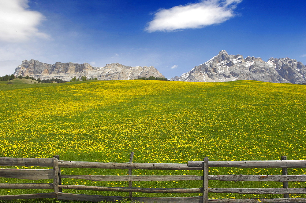 Flower meadow in front of mountains in the sunlight, St. Kassian, Gader valley, Alto Adige, South Tyrol, Italy, Europe