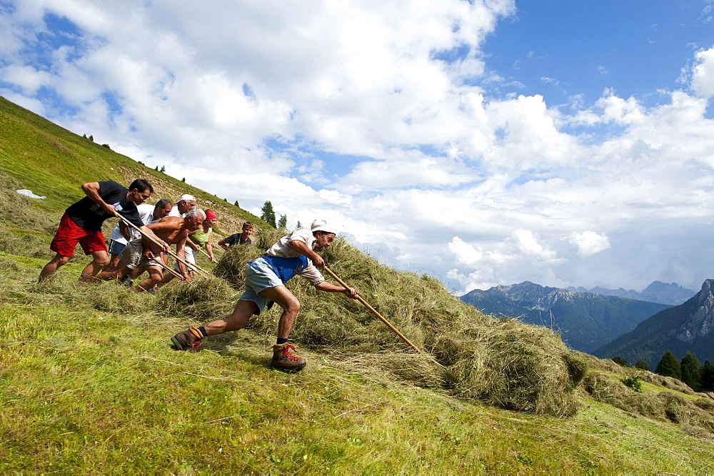 People at hay harvest, Val d'Ega, Alto Adige, South Tyrol, Italy, Europe