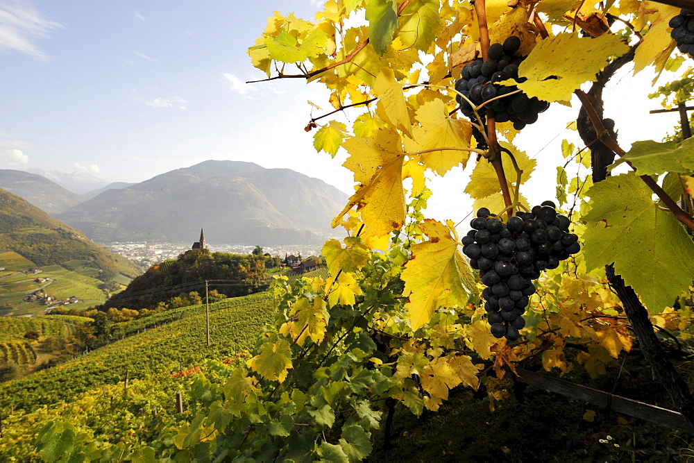 Rape grape in autumn, St Georg, Alto Adige, South Tyrol, Italy