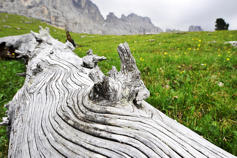 Trunk laying a the alm valley, Eggen Valley, Rosengarten, Dolomites, Alto Adige, South Tyrol, Italy