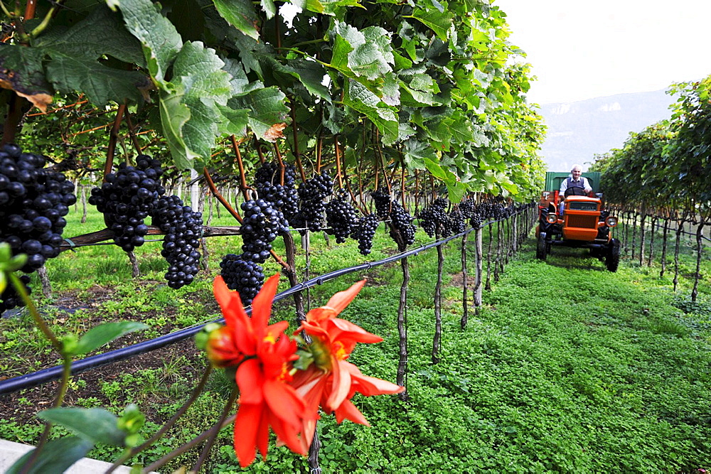 Vine farmer harvesting grape, Andriano, Alto Adige, South Tyrol, Italy