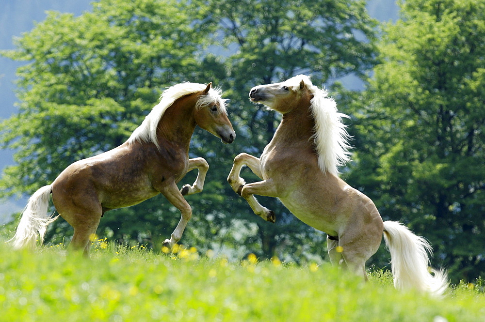 Haflinger horses, Alto Adige, South Tyrol, Italy