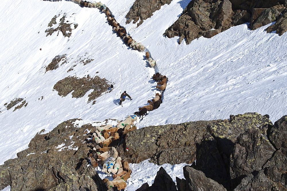 Flock of sheep on its way to mountain pasture on snow covered mountainside, Similaun glacier, South Tyrol, Alto Adige, Italy, Europe