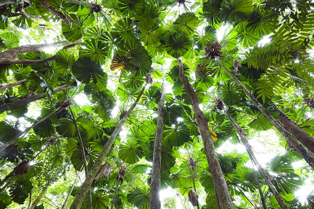 Low angle view of fan palms in rainforest, Licuala ramsayi, Daintree National Park, North Queensland, Australia