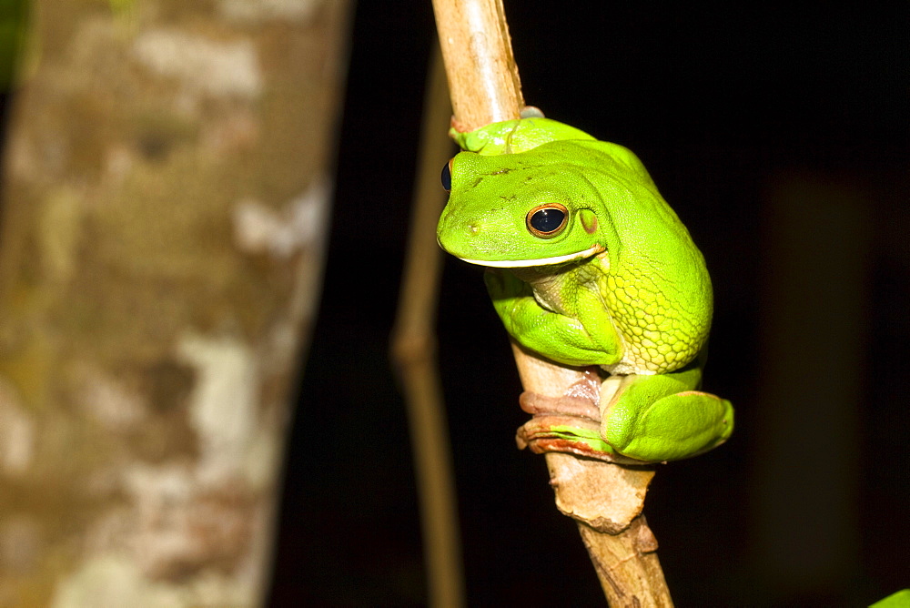 White lipped treefrog in the rainforest, Litoria infrafrenata, Iron Range National Park, Cape York Peninsula, North Queensland, Australia