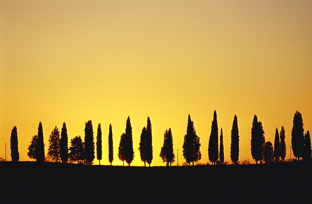 Pine tree alley at sunset, Tuscany, Italy, Europe