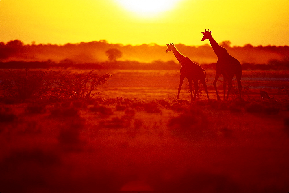 Two giraffes at Etosha National Park at sunset. Namibia, Africa