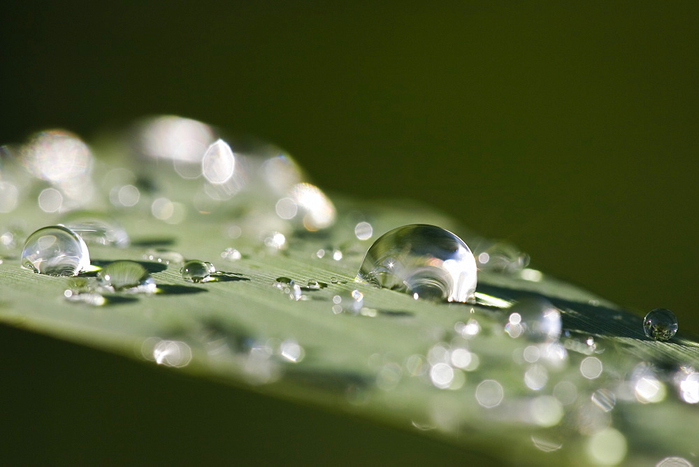 dew on reed leaf, drops of water, Germany